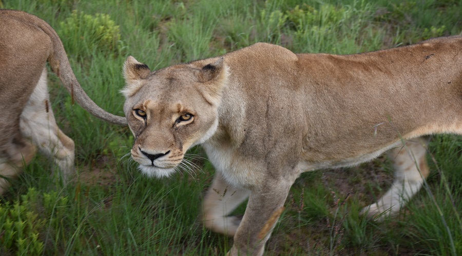 7 day photographic safari in serengeti
